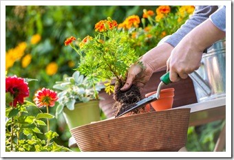 Spinal Health Gardening Limerick PA